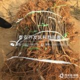 無花果樹苗出售、無花果樹苗批發(fā)價格、無花果樹苗基地