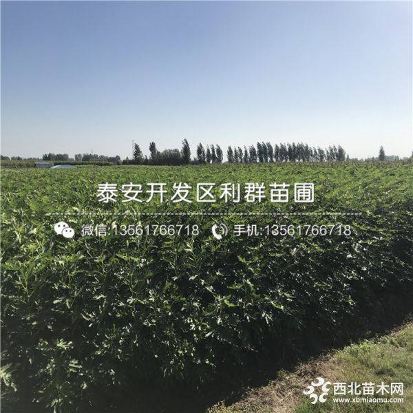 无花果树苗出售、无花果树苗批发价格、无花果树苗基地