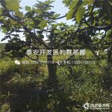 无花果树苗价格、无花果树苗多少钱一棵