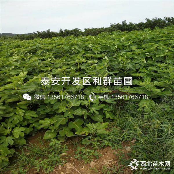 无花果树苗价格、无花果树苗多少钱一棵