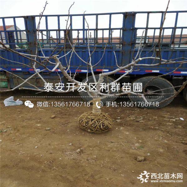 无花果树苗价格、无花果树苗多少钱一棵