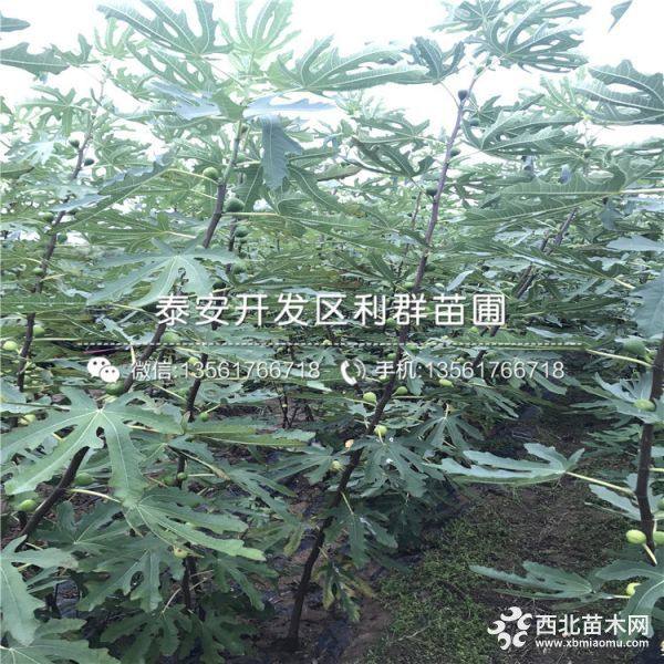 山东无花果树苗、山东无花果树苗批发