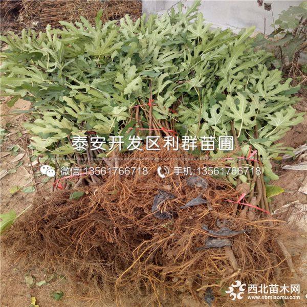 无花果树苗、无花果树苗多少钱、2019年无花果树苗价格