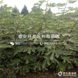 出售布兰瑞克无花果树苗、布兰瑞克无花果树苗多少钱一棵