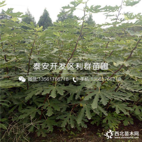 无花果树苗、无花果树苗多少钱、2019年无花果树苗价格