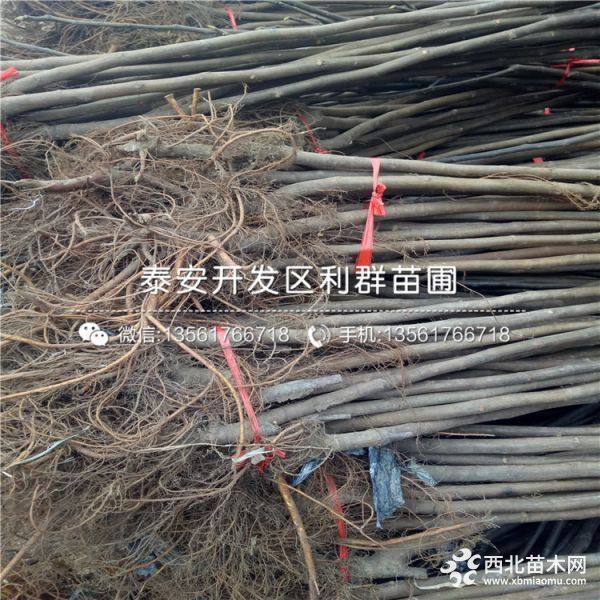 出售布兰瑞克无花果树苗、布兰瑞克无花果树苗多少钱一棵