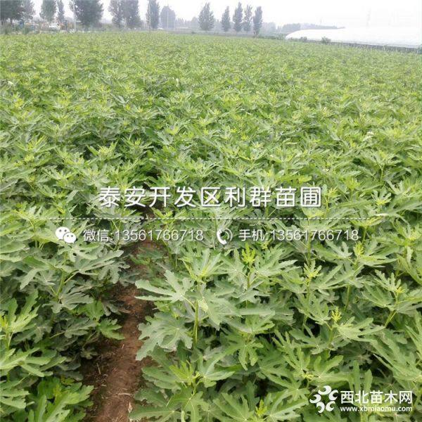 山东无花果树苗、山东无花果树苗价格