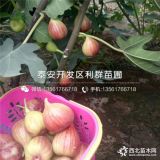 无花果树苗、山东无花果树苗、山东无花果树苗价格