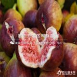 青皮无花果苗、青皮无花果苗多少钱一棵、青皮无花果苗价格