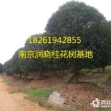 介绍13公分15公分18公分桂花产地，习性，管理，种植，价格