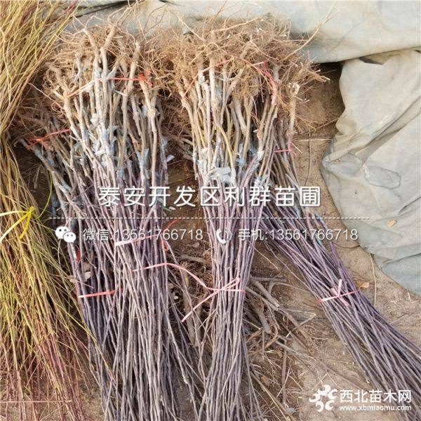 美国红蛇果苹果苗、美国红蛇果苹果树苗新品种