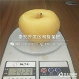 煙富8號(hào)蘋果苗品種介紹、煙富8號(hào)蘋果苗多少錢一棵