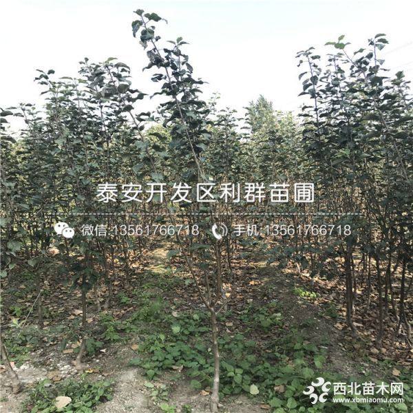 山东苹果树苗、山东苹果树苗出售