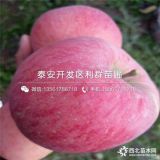 紅蛇果蘋果苗、紅蛇果蘋果樹苗多少錢一棵