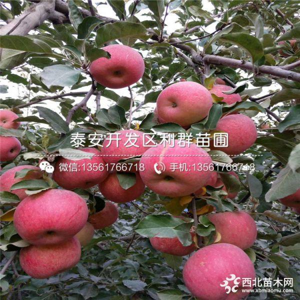 紅蛇果蘋果苗、紅蛇果蘋果樹苗多少錢一棵