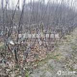 秦冠苹果苗、秦冠苹果树苗、秦冠苹果树苗新品种