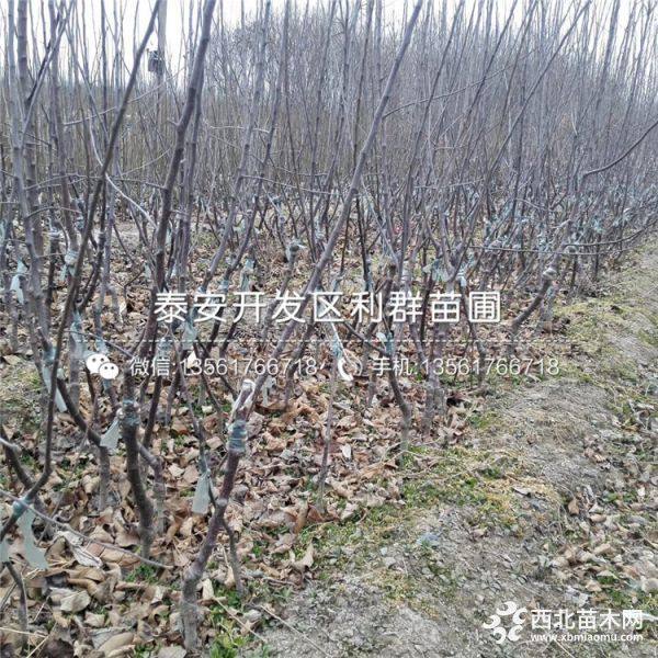 矮化烟富8号苹果苗、矮化烟富8号苹果树苗价格多少