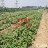 香椿苗價格 香椿小苗成苗報(bào)價