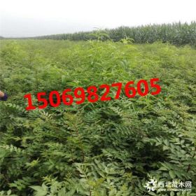 苗圃出售 大红袍花椒苗 九叶青花椒树苗 品种优质量大价优