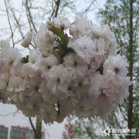 艺佳苗木樱花，12公分樱花价格，15公分优质樱花产地