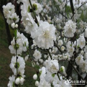 樱花，8公分早樱出售基地，10公分优质樱花价格