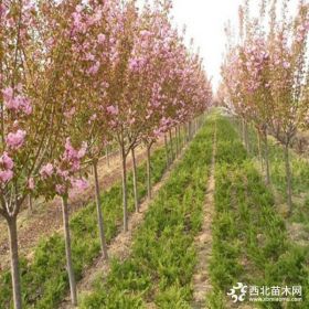 大量出售2公分早樱樱花苗货源充足 樱花苗规格齐全