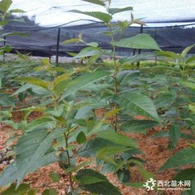 6公分樱花，8公分樱花多少钱一棵？哪里樱花数量多