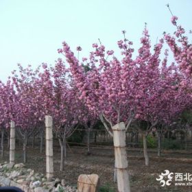 安徽3公分樱花，4公分樱花，5公分樱花销售价格，樱花基地