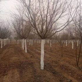 优质地径量10公分樱花报价，12公分樱花栽植季节