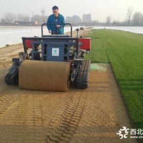 天泉四号草毯基地在哪，草毯价格多少，铺设效果如何？