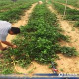 红颜草莓苗价格、红颜草莓苗基地