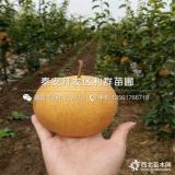 滿天紅梨樹苗、滿天紅梨樹苗價格、滿天紅梨樹苗批發(fā)