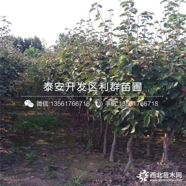 红啤梨树苗、红啤梨树苗价格多少、红啤梨树苗基地