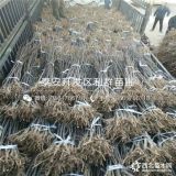 意大利黑梨樹(shù)苗、新品種意大利黑梨樹(shù)苗、意大利黑梨樹(shù)苗價(jià)格