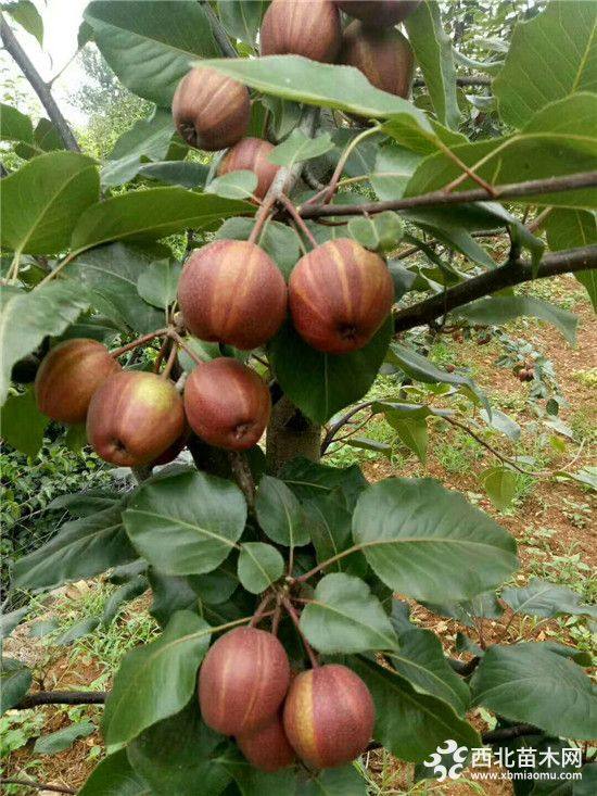 早酥紅梨樹苗