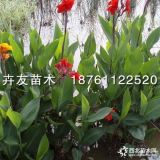 農(nóng)戶直銷水生美人蕉 水生植物觀賞花卉 美人蕉價(jià)格