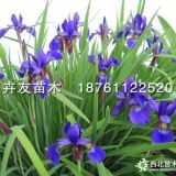 西伯利亞鳶尾 水生植物 水生鳶尾 鳶尾價(jià)格