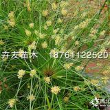 沭阳农户直销纸莎草 多年生常绿草本植物纸莎草小苗