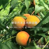 永蓮蜜桃苗；永蓮蜜桃樹苗；永蓮蜜桃樹苗價(jià)格多少