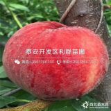 桃樹苗、桃樹苗批發(fā)、桃樹苗價(jià)格