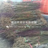 沂蒙霜红桃树苗、沂蒙霜红桃树苗价格、沂蒙霜红桃树苗新品种