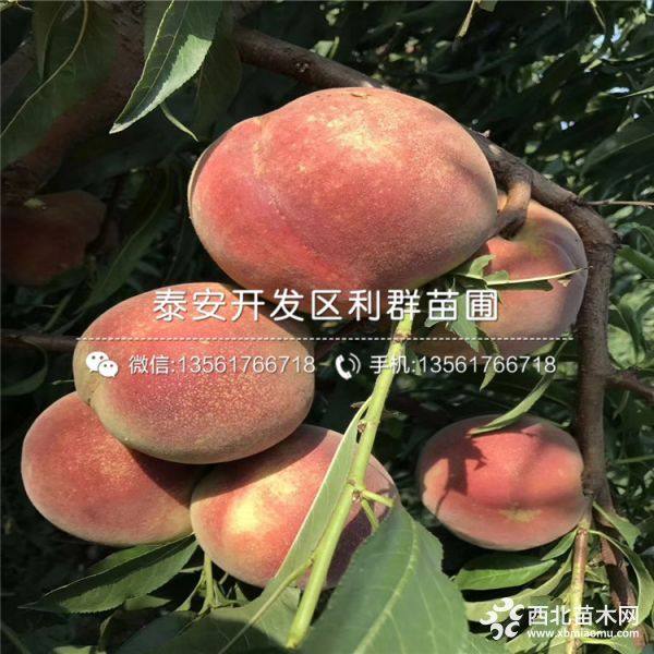 沂蒙霜红桃树苗、沂蒙霜红桃树苗新品种、沂蒙霜红桃树苗价格