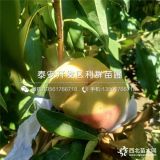 映霜紅桃樹(shù)苗品種介紹、映霜紅桃樹(shù)苗多少錢(qián)一棵