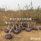 山东桃树苗 山东桃树苗价格