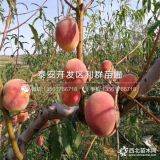 金秋紅蜜桃樹苗、山東金秋紅蜜桃樹苗、金秋紅蜜桃樹苗價格