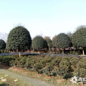 14-15公分桂花基地 桂花价格