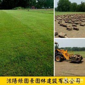 供應(yīng)百慕大、天堂草草坪價格/圖片/基地直銷_沭陽綠園景園林