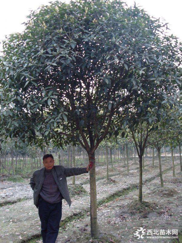 雅安桂花樹