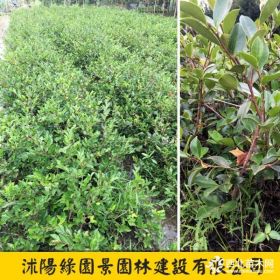 綠園景茶花基地_H 20~120公分茶花樹批發(fā)價供應(yīng)