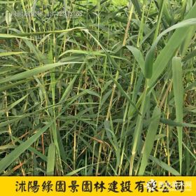 供應(yīng)H100、200公分蘆葦價(jià)格/圖片 沭陽綠園景苗圃直銷